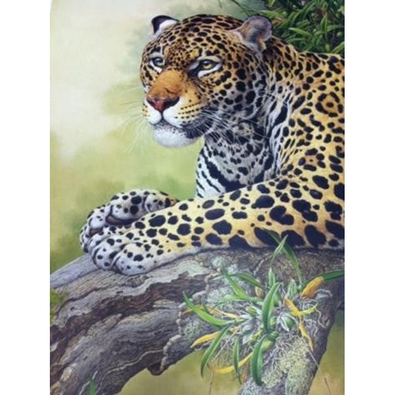 Axel Amuchastegui - Jaguar Resting - Fine Art Print