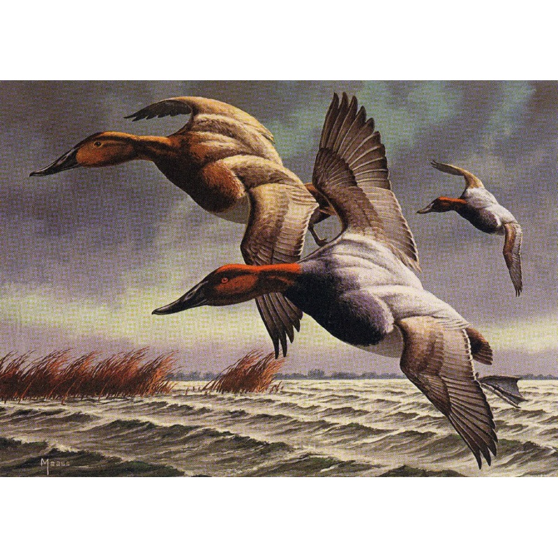 David A Maass - Federal Duck Stamp Canvasbacks - Fine Art Print with Stamp