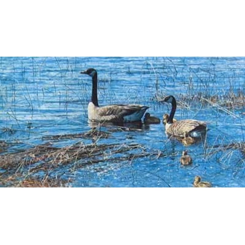 George McLean - Canada Geese and Goslings - Fine Art Print