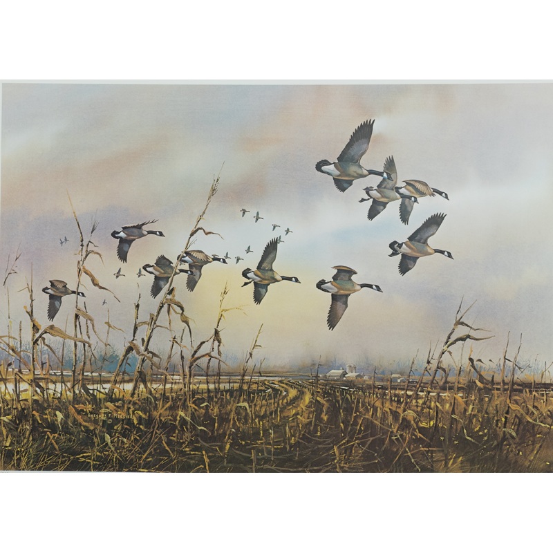 Gregory F. Messier - Over the Stubble Canada Geese - Fine Art Print