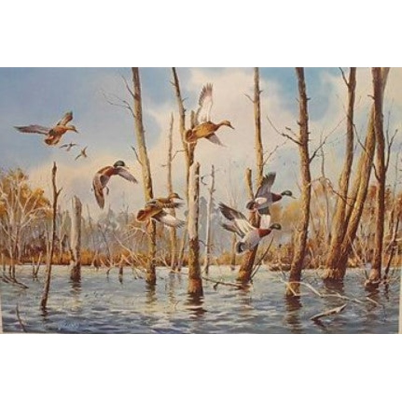 James Killen - Flooded Timber Mallards - Fine Art Print