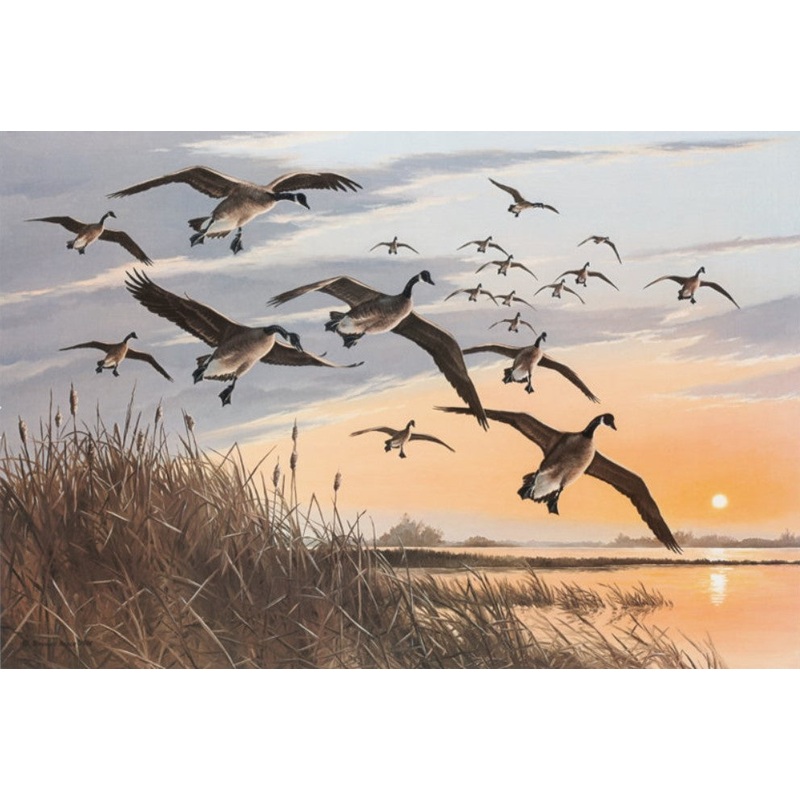 Maynard Reece - Sunset Canada Geese - Fine Art Print
