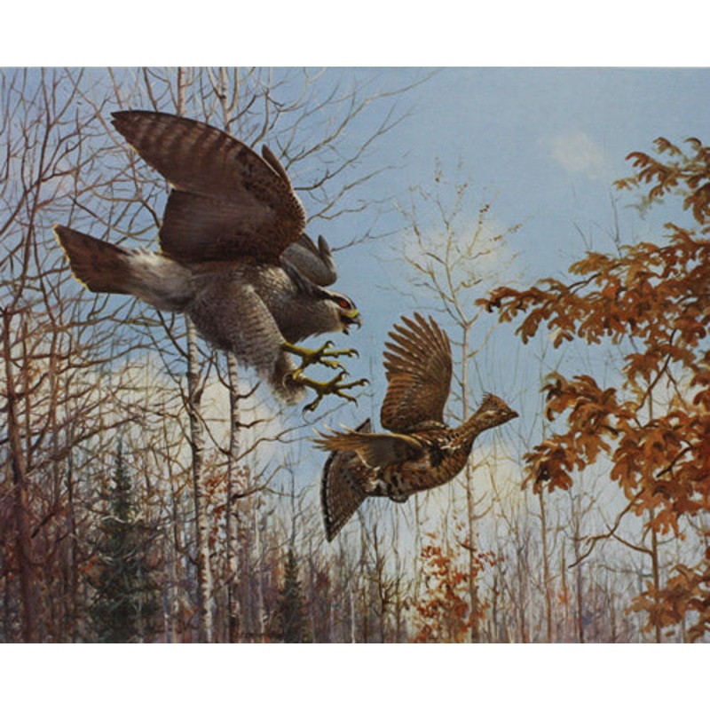 Owen J. Gromme - Goshawk and Ruffed Grouse - Fine Art Print