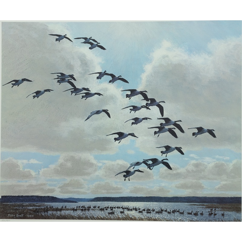 Peter Scott - Canada Geese Coming to the Marsh - Fine Art Print