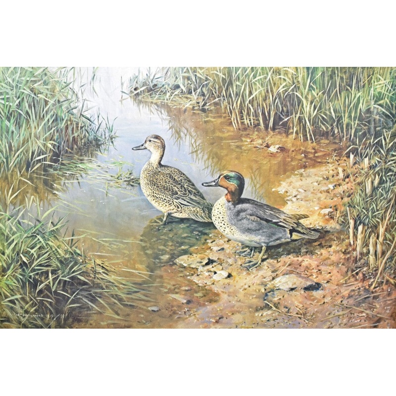 William Hollywood - Greenwing Teal - Fine Art Print