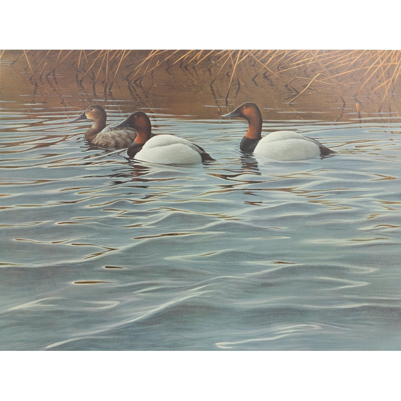 Gary Moss - Trio of Canvasbacks - Fine Art Print