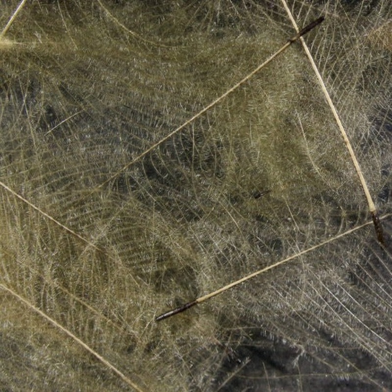 Hareline Premium CDC Feathers