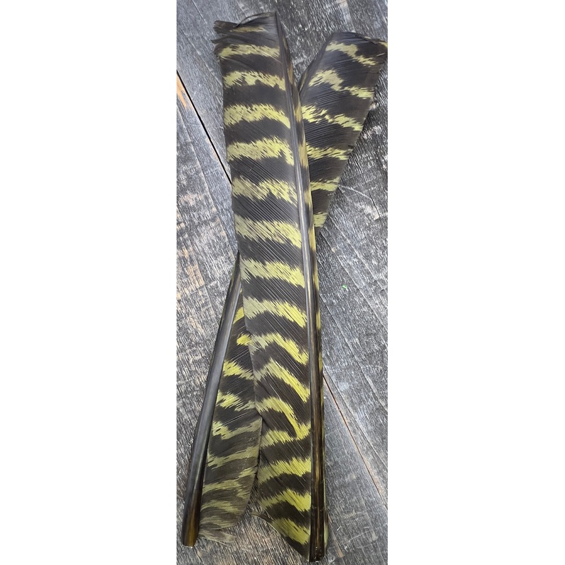 Barred Turkey Biot Quills