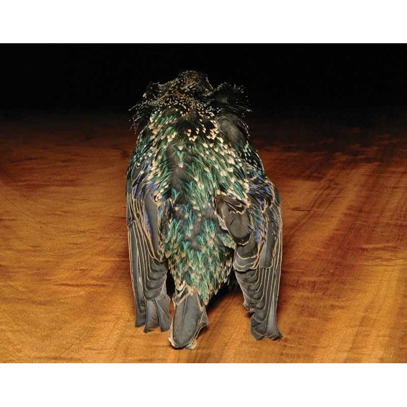 Starling Skin