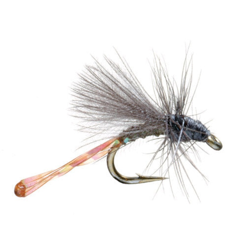 Morgan's Midge