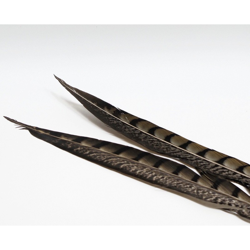 Nature's Spirit Lady Amherst Pheasant Side Tails - 12" to 16" pair Natural