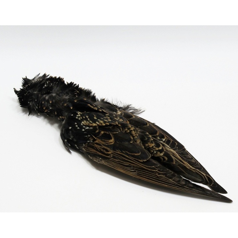 Nature's  Spirit Select Starling Skin