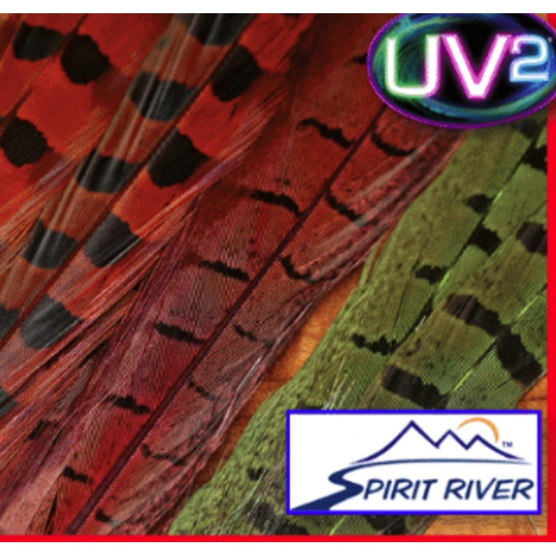 UV2 Ringneck Pheasant Tail
