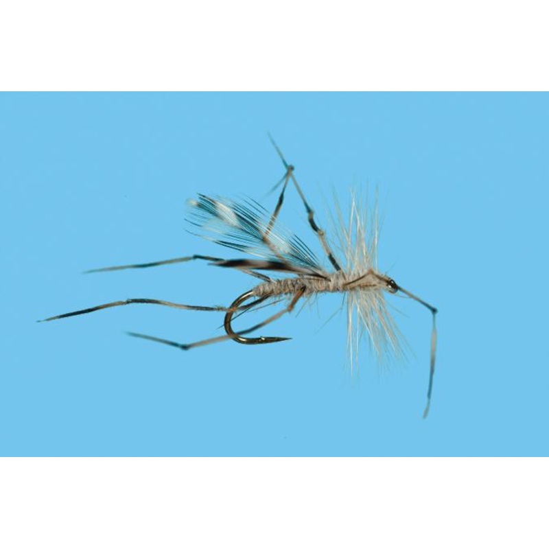 Crane Fly