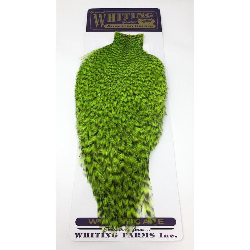 Whiting American Rooster Cape