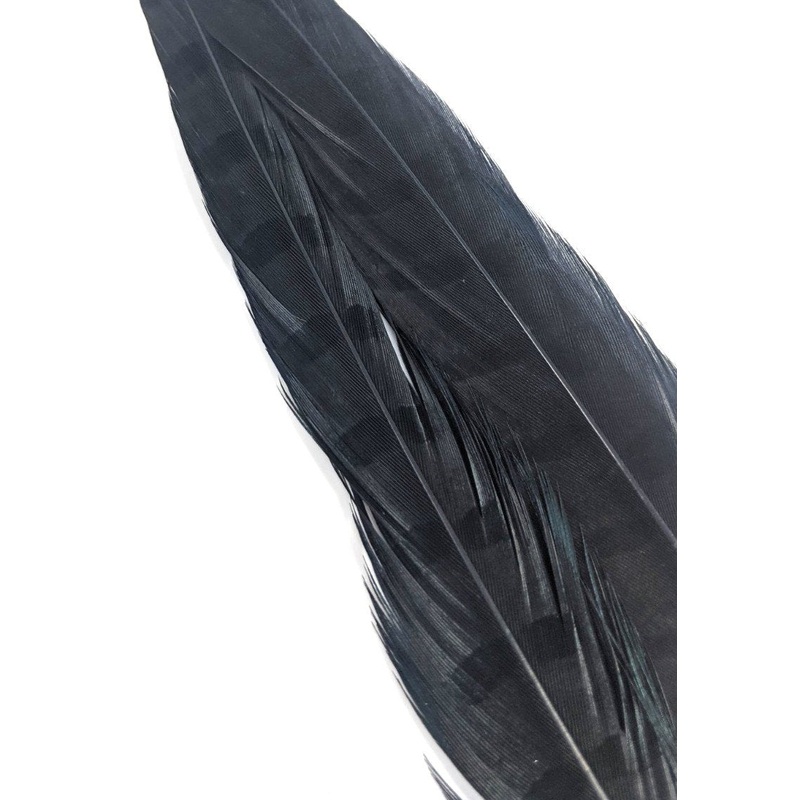 Wapsi Ringneck Pheasant Tail Feathers - 1 pair