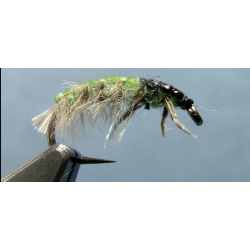 Hydropsyche Caddis Larvae
