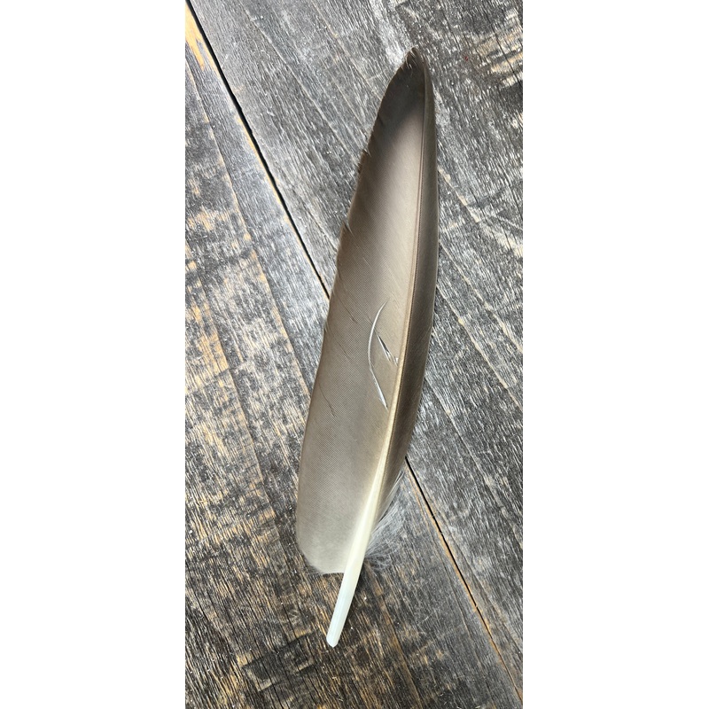 Duck Quills 2 Pair Natural TG