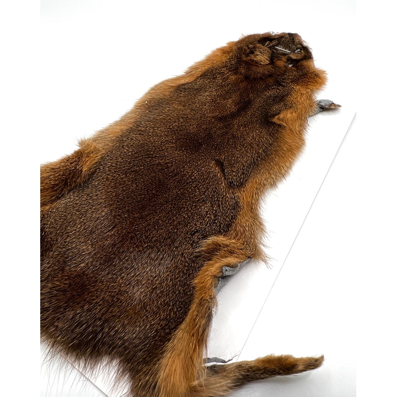 Wapsi Pine Squirrel Skin
