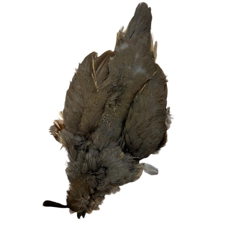 Gambel's Quail Skin Female