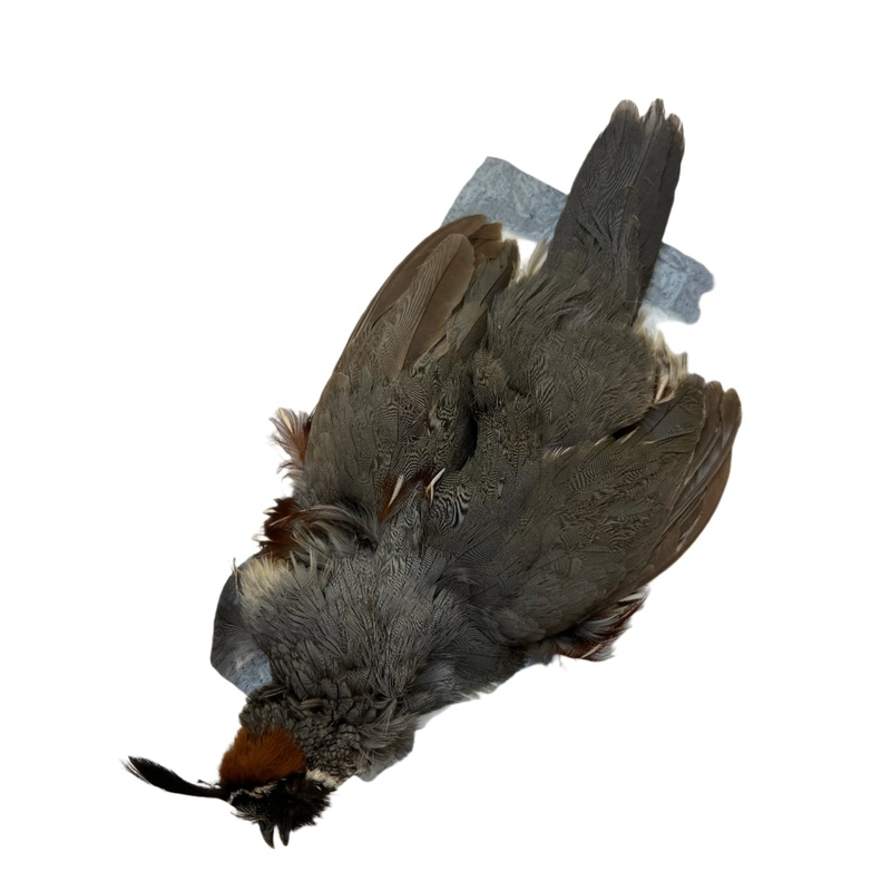 Gambel's Quail Skin Male